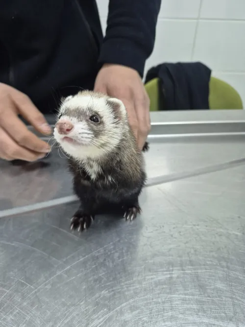 Gelincik, MAKÜ Hayvan Hastanesi’nde yapılan operasyonla sağlığına kavuştu