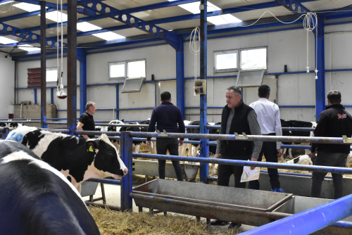 MAKÜ Farm offered High Quality Breeding Calves for Sale by Auction.