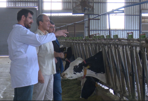 The milk yield of cows at MAKÜ Farm increases with the music they listen to.