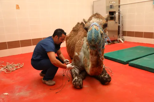 Türkiye’de ilk: Retina rahatsızlığı bulunan deve için kök hücre tedavisi süreci MAKÜ’de başlatıldı